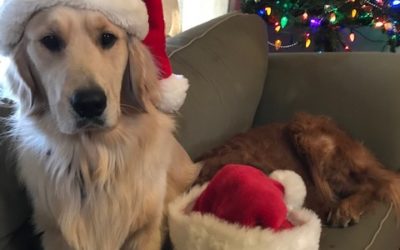 Last Minute Christmas Gift Ideas for Pets and Pet Lovers