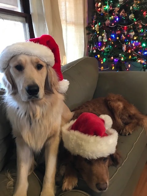 Last Minute Christmas Gift Ideas for Pets and Pet Lovers