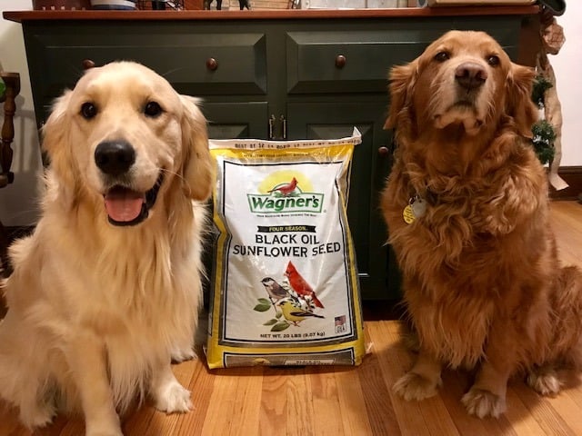 Ernest and Petey Say Chewy is for the Birds! #ChewyInfluencer