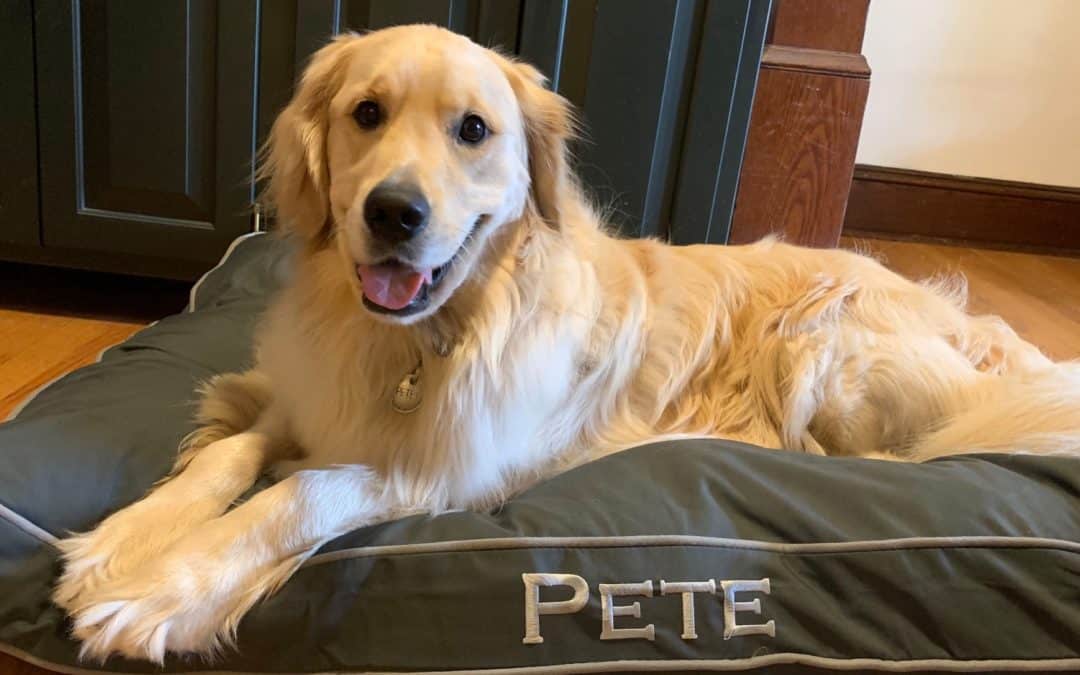 Pete’s Product Review–Orvis Comfortfill Eco Dog Bed