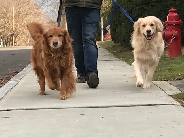 The Importance of Walking with Ernest (and Pete)