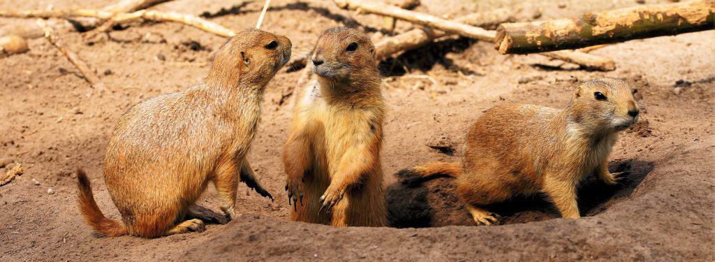This Animal Volunteer Has a Heart for Prairie Dogs