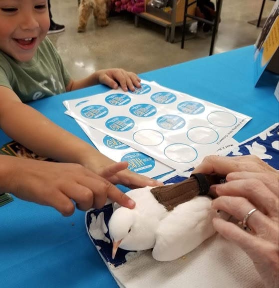 Therapy Dove Offers Stress Relief