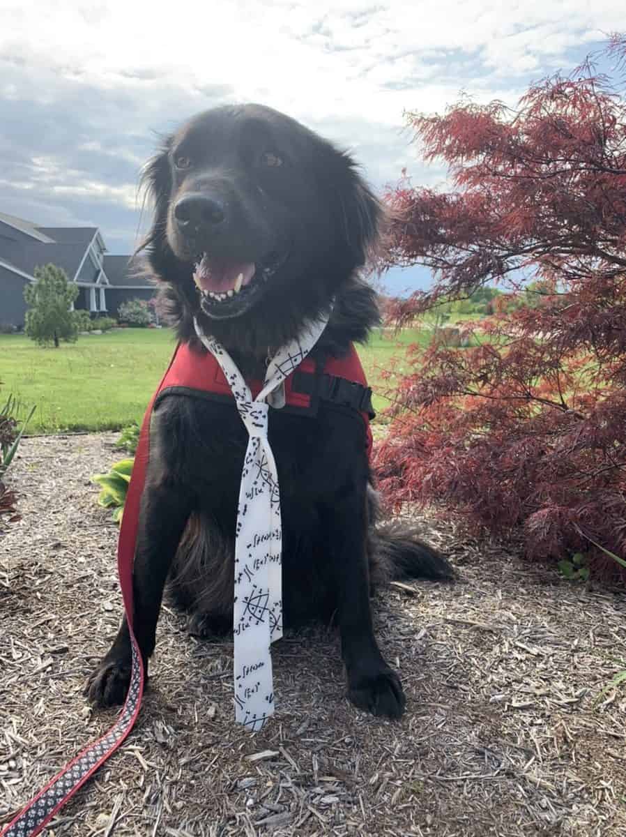 Meet Monty, Amazing Mobility Support Dog