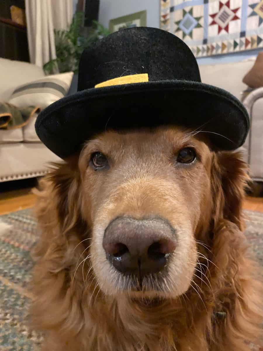 A Golden Thanksgiving
