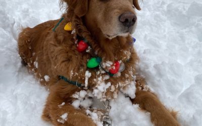 Christmas Lights, Cozy Hats, and Golden Retrievers Help Make Holidays Merry and Bright