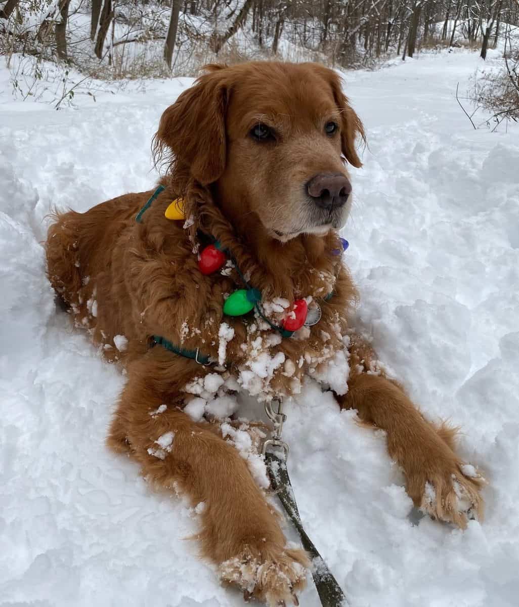 Christmas Lights, Cozy Hats, and Golden Retrievers Help Make Holidays Merry and Bright