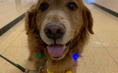 Paws in the Classroom–Ernest is a Good Boy Therapy Dog at Elementary School