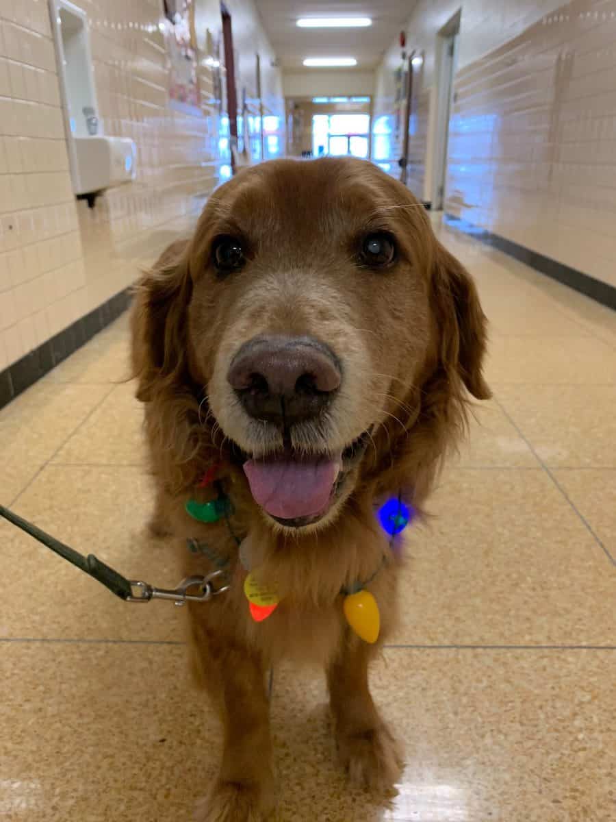 Paws in the Classroom–Ernest is a Good Boy Therapy Dog at Elementary School