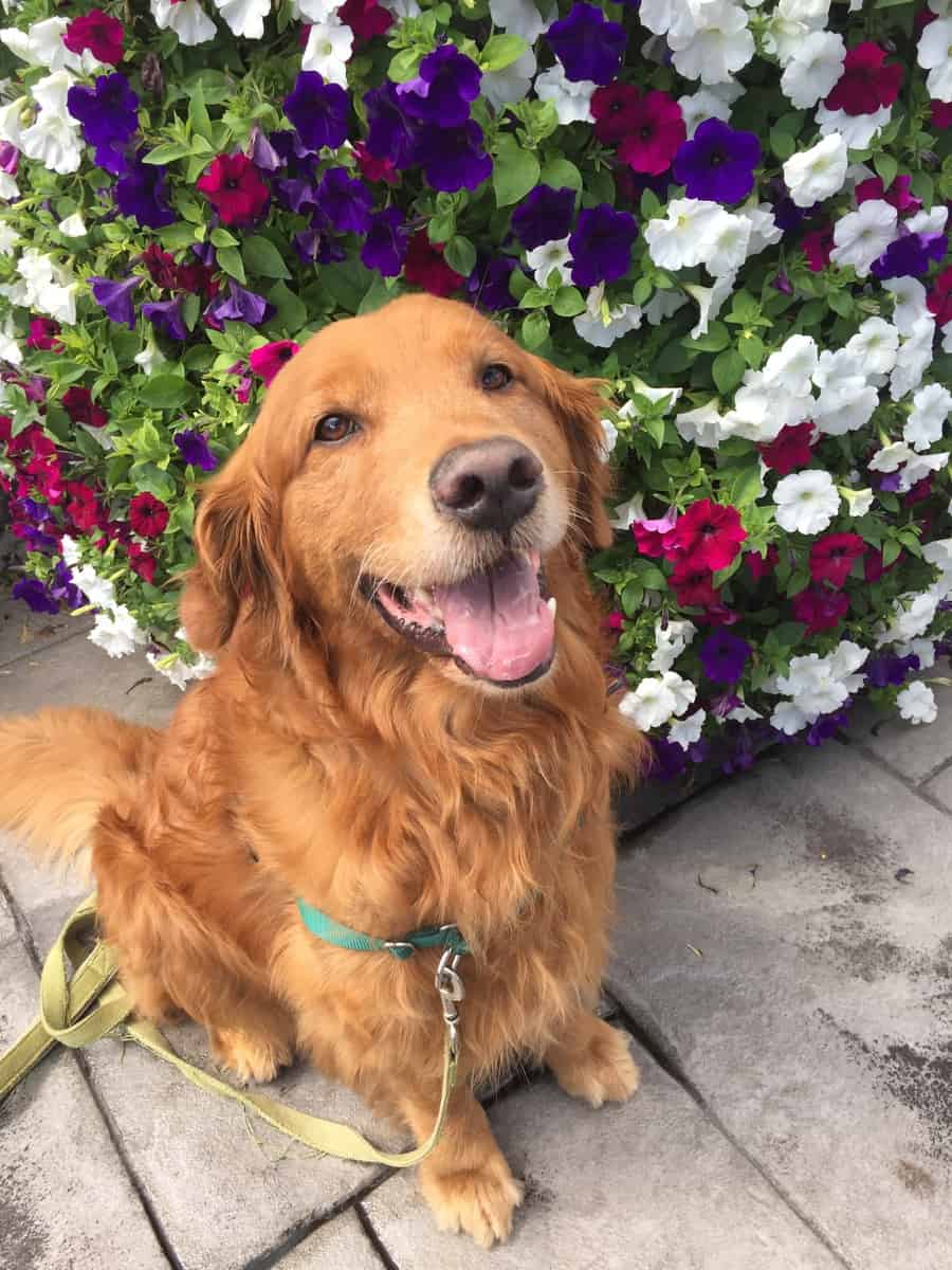 The Importance of Being Ernest the Dog
