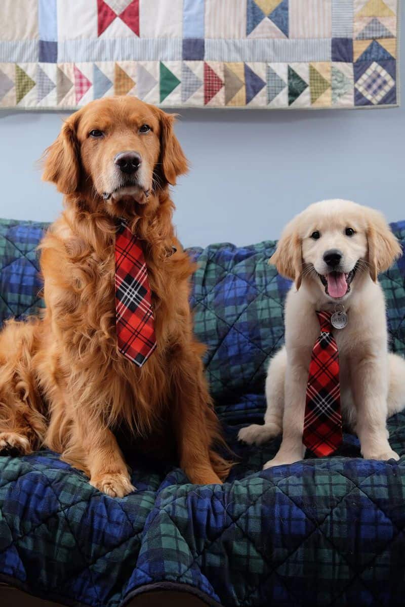 Our Pets Make the Holidays Special