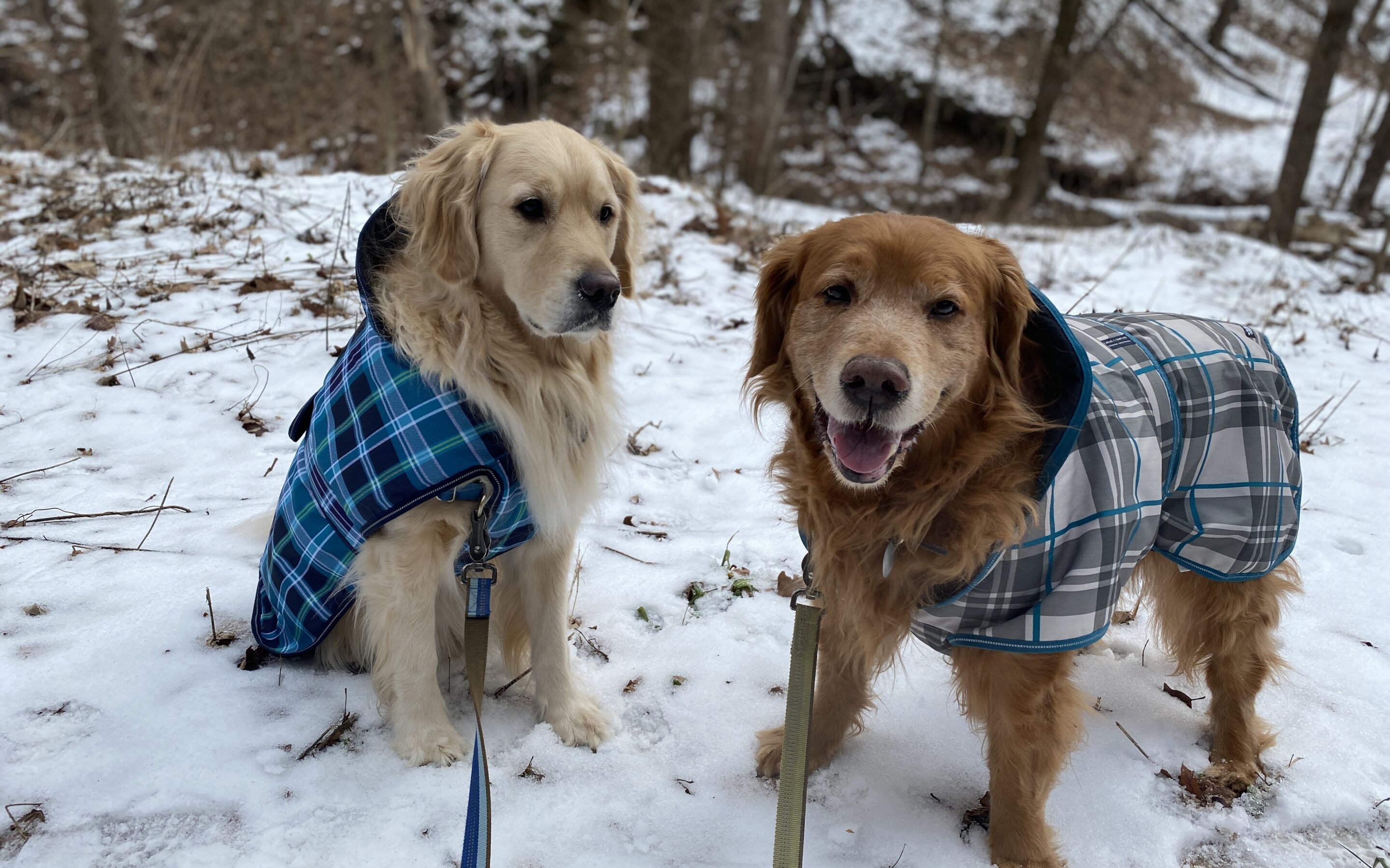 Let’s WOOF about dogs wearing coats.