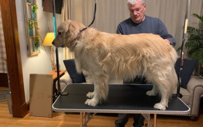Lets WOOF about our new grooming table–Topeakmart Dog Grooming Table Review