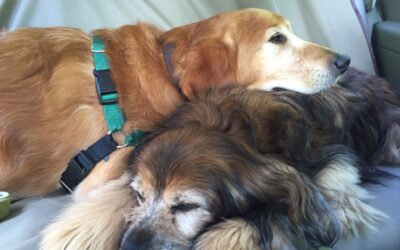 Let’s WOOF about why shelter dogs can make great pets!