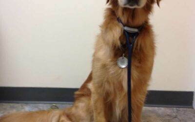 Let’s WOOF about Dr. Jeff, who sings, “If we must stay home due to the pandemic, let our pets help us cope!”
