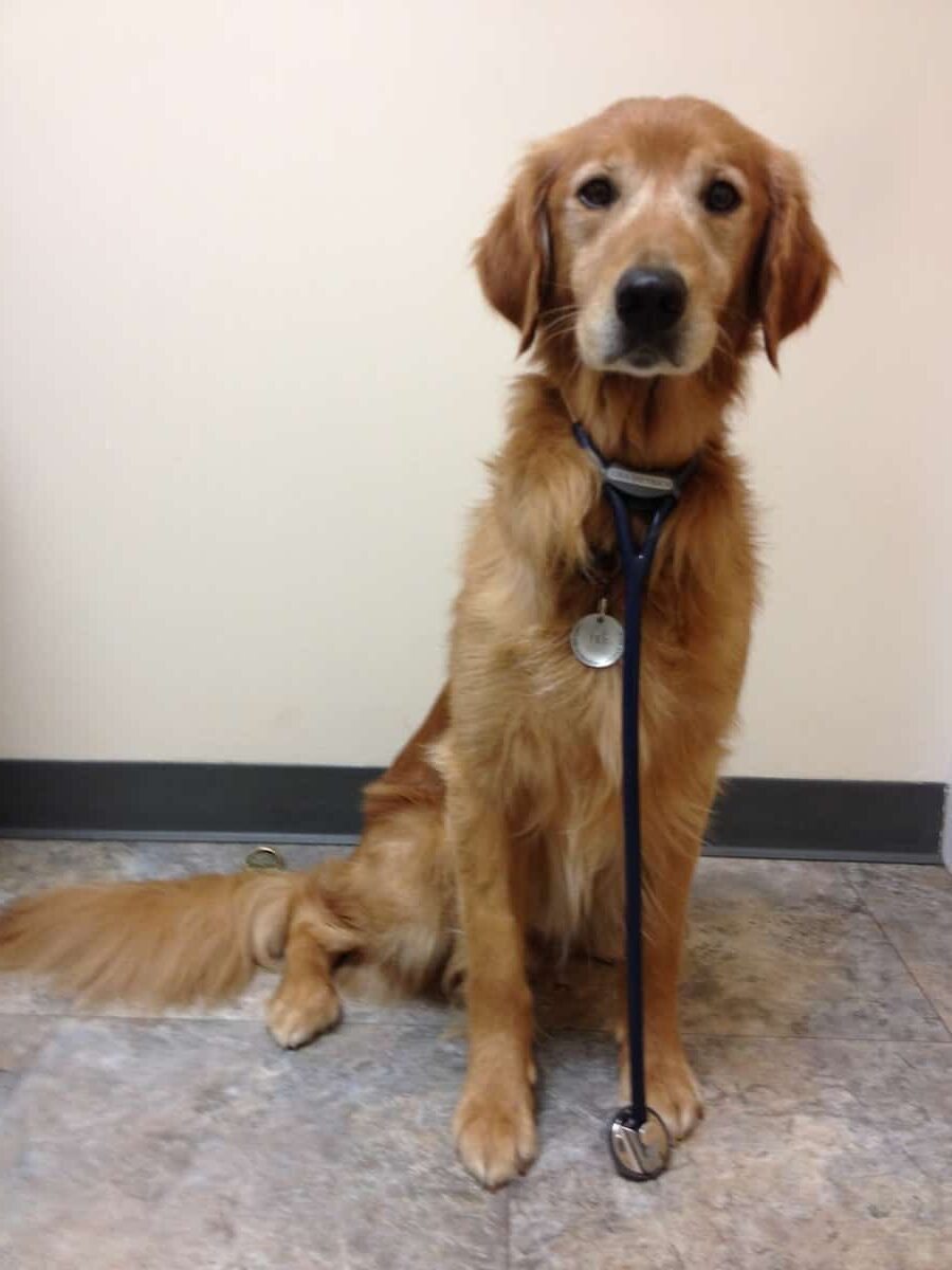 Let’s WOOF about Dr. Jeff, who sings, “If we must stay home due to the pandemic, let our pets help us cope!”