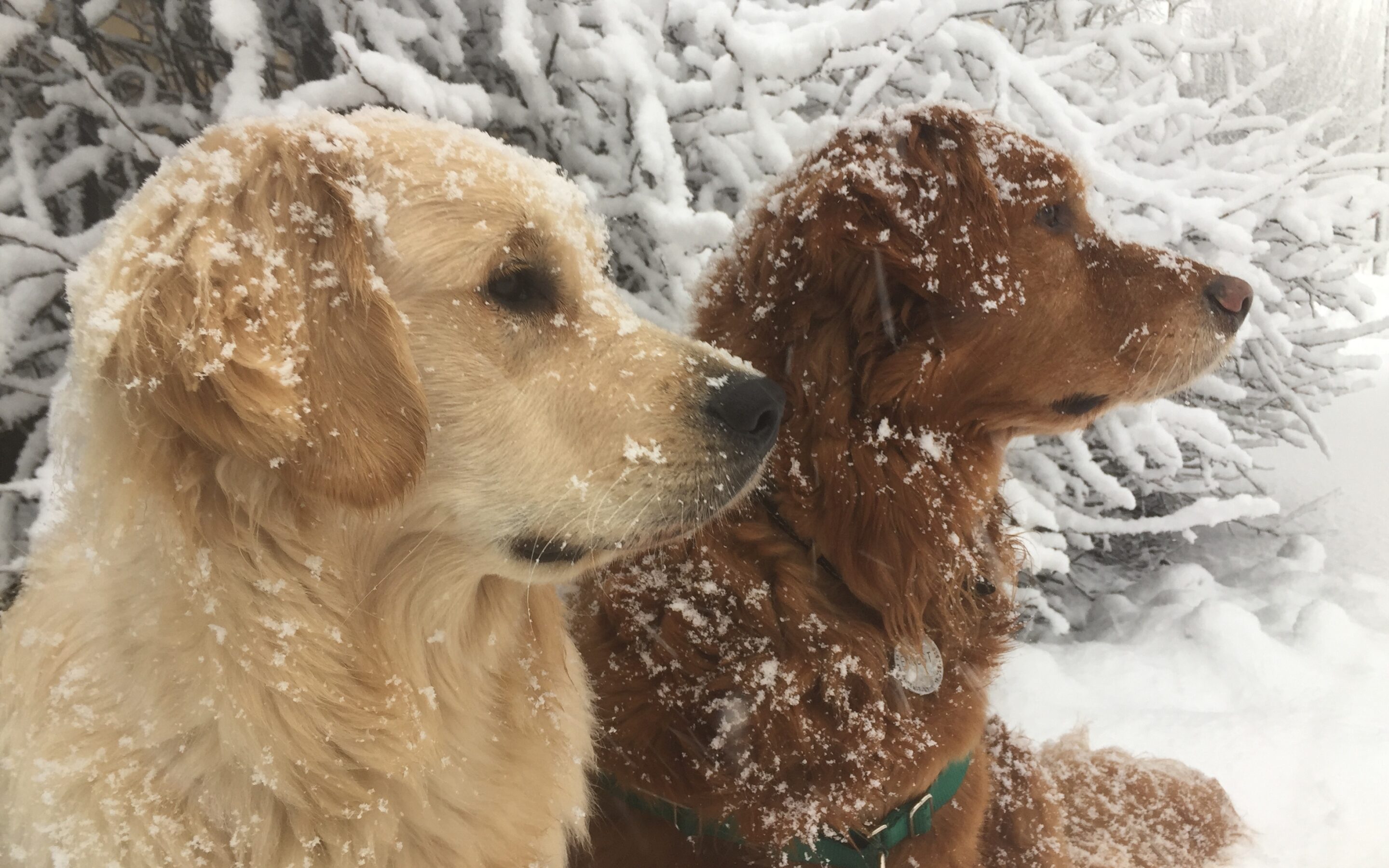 goldens in snow
