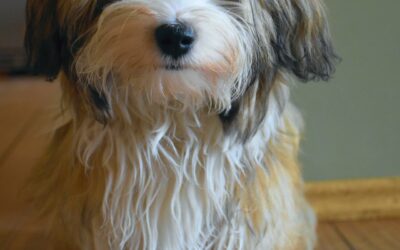 Scraps, the Writer’s Dog, Takes Over the Blog