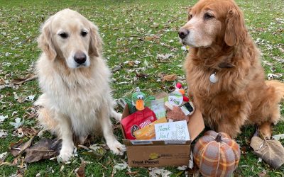 A Pupcakes Surprise Package!