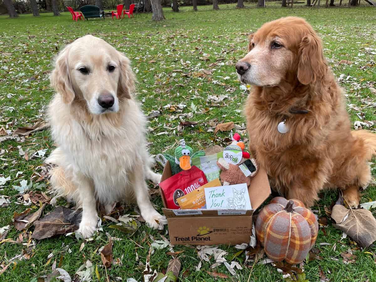 A Pupcakes Surprise Package!